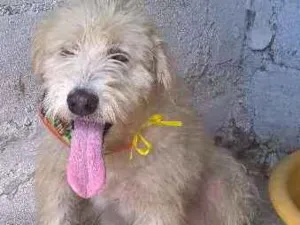 Cachorro raça mix poodle idade 2 anos nome aretha