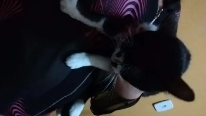 Gato ra a  idade 7 a 11 meses nome Lagertha