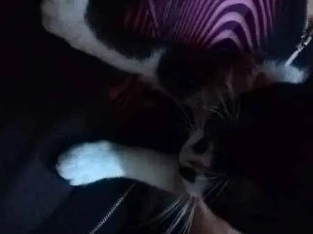Gato ra a  idade 7 a 11 meses nome Lagertha