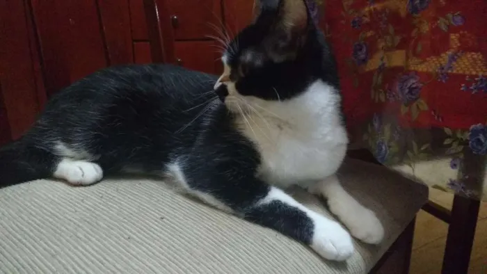 Gato ra a  idade 7 a 11 meses nome Lagertha