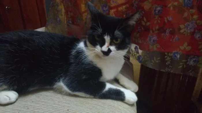 Gato ra a  idade 7 a 11 meses nome Lagertha