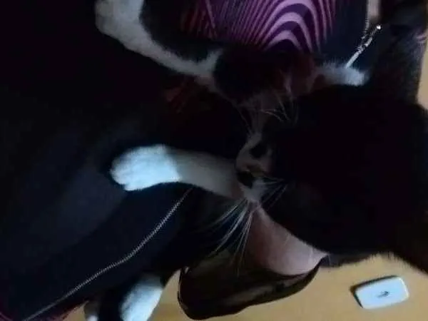 Gato ra a  idade 7 a 11 meses nome Lagertha