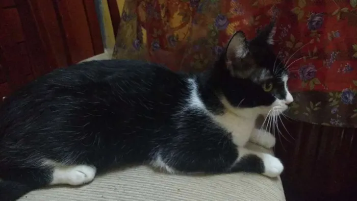 Gato ra a  idade 7 a 11 meses nome Lagertha