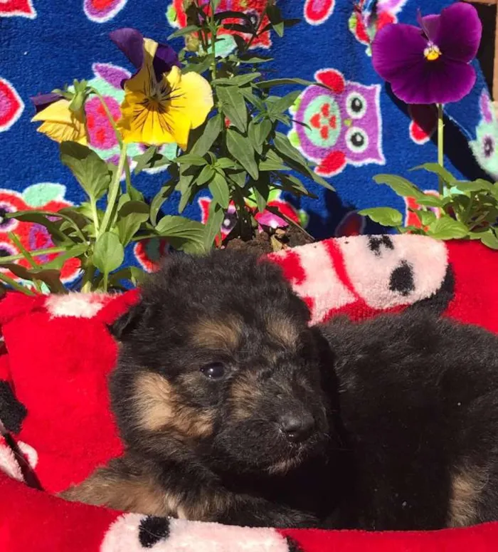 Cachorro ra a SRD idade 2 a 6 meses nome Bebes dourados