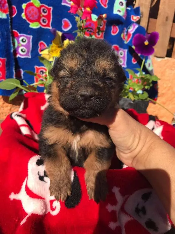 Cachorro ra a SRD idade 2 a 6 meses nome Bebes dourados