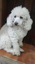 POODLE FEMEA
