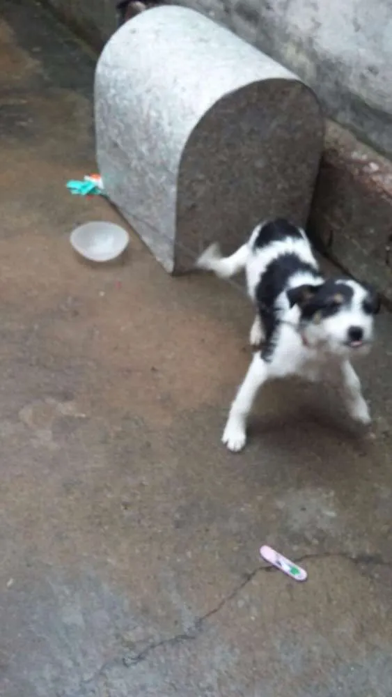 Cachorro raça Srd idade 2 a 6 meses nome Julie