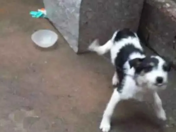 Cachorro raça Srd idade 2 a 6 meses nome Julie