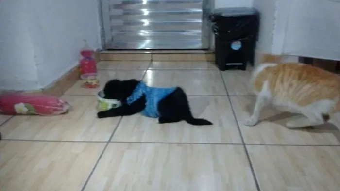 Cachorro ra a  idade 2 a 6 meses nome Rex
