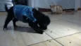 Rex