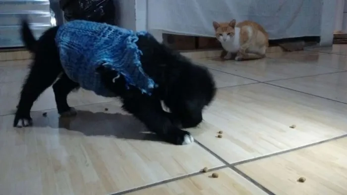 Cachorro ra a  idade 2 a 6 meses nome Rex