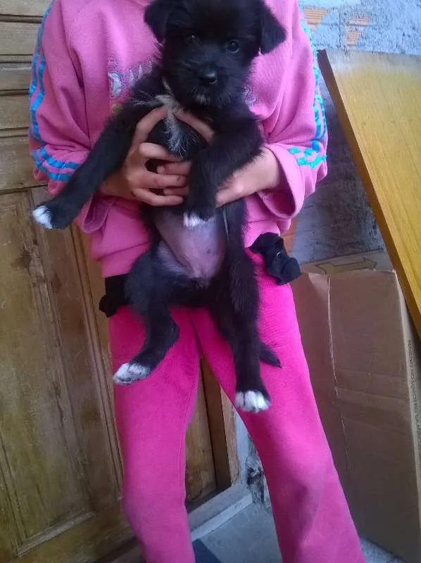 Cachorro ra a  idade 2 a 6 meses nome Rex