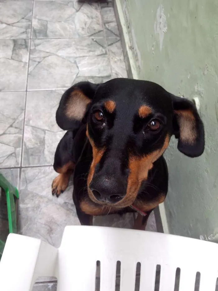 Cachorro ra a Viralata idade 6 ou mais anos nome Meg
