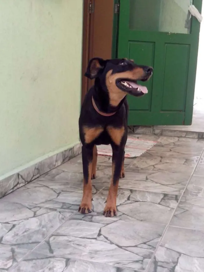 Cachorro ra a Viralata idade 6 ou mais anos nome Meg