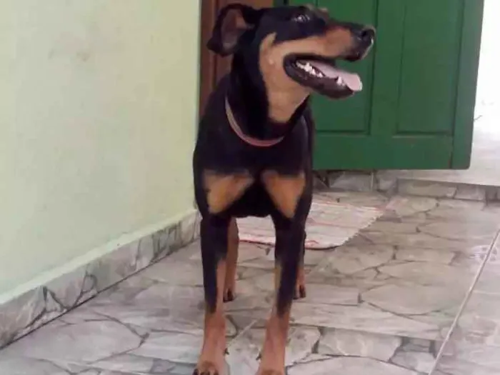Cachorro ra a Viralata idade 6 ou mais anos nome Meg