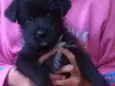 Rex