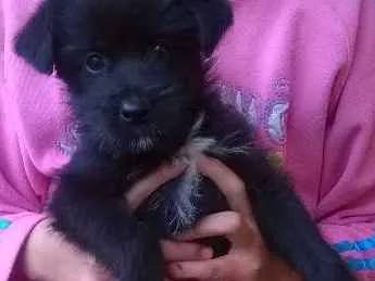 Cachorro ra a  idade 2 a 6 meses nome Rex