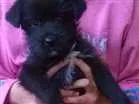 Cachorro raça  idade 2 a 6 meses nome Rex