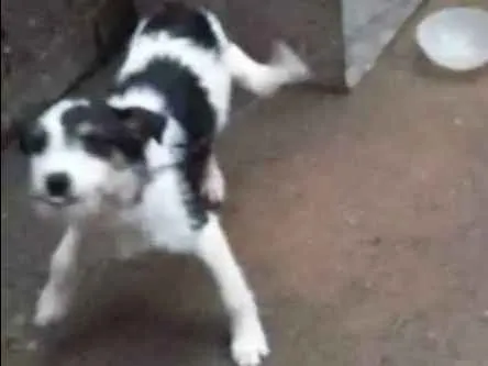 Cachorro raça Srd idade 2 a 6 meses nome Julie