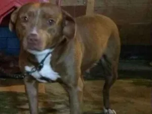 Cachorro raça Pit-Bull idade 2 anos nome PIT BULL