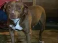 Cachorro raça Pit-Bull idade 2 anos nome PIT BULL