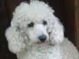 POODLE FEMEA