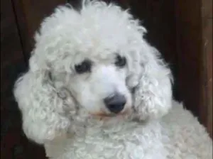 Cachorro raça POODLE idade 2 anos nome POODLE FEMEA