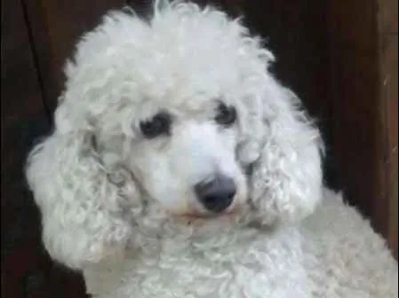 Cachorro ra a POODLE idade 2 anos nome POODLE FEMEA