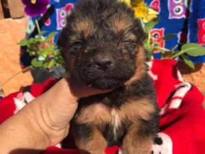 Cachorro raça SRD idade 2 a 6 meses nome Bebes dourados