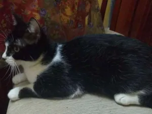 Gato raça  idade 7 a 11 meses nome Lagertha