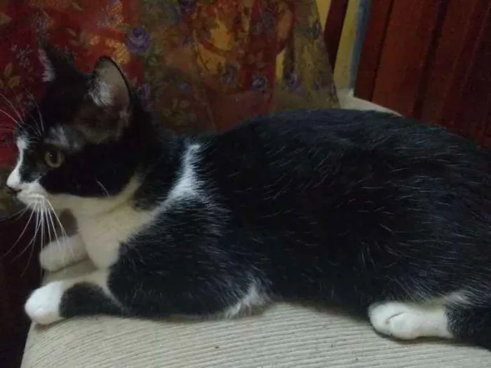Gato ra a  idade 7 a 11 meses nome Lagertha