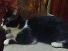 Gato raça  idade 7 a 11 meses nome Lagertha