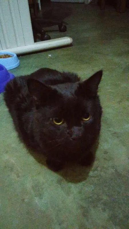 Gato ra a  idade 3 anos nome Same