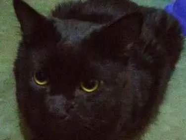 Gato ra a  idade 3 anos nome Same