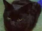 Gato raça  idade 3 anos nome Same