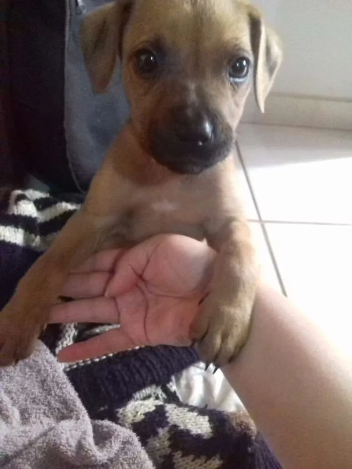 Cachorro ra a Não sabemos qual é á raça  idade 2 a 6 meses nome Sem nome ainda 