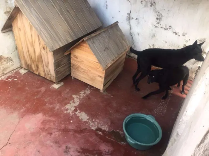 Cachorro ra a vira lata idade 3 anos nome Pretinha