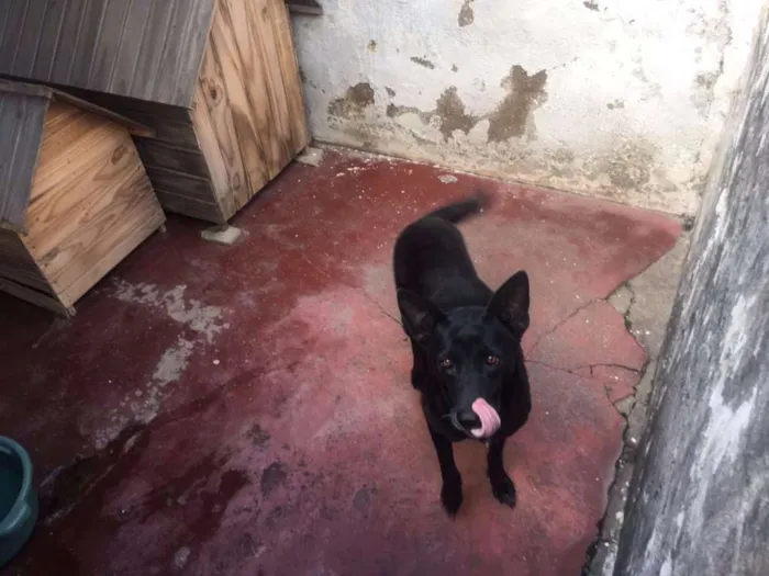 Cachorro ra a vira lata idade 3 anos nome Pretinha
