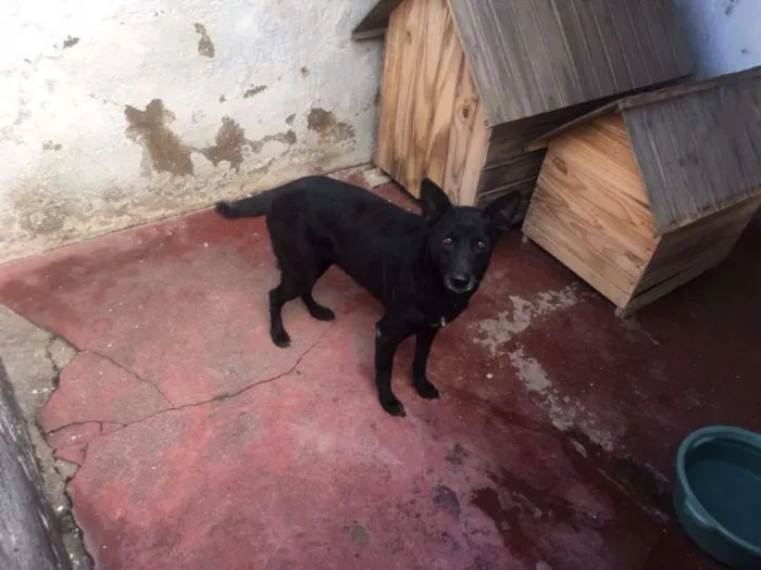 Cachorro ra a vira lata idade 3 anos nome Pretinha