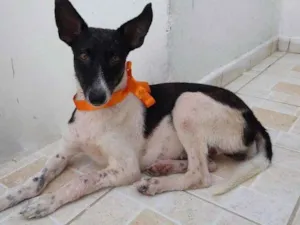 Cachorro raça SDR idade 1 ano nome Princesa