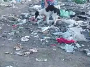 Cachorro raça SDR idade 1 ano nome Princesa