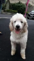 Cachorro raça poodle idade 4 anos nome nick