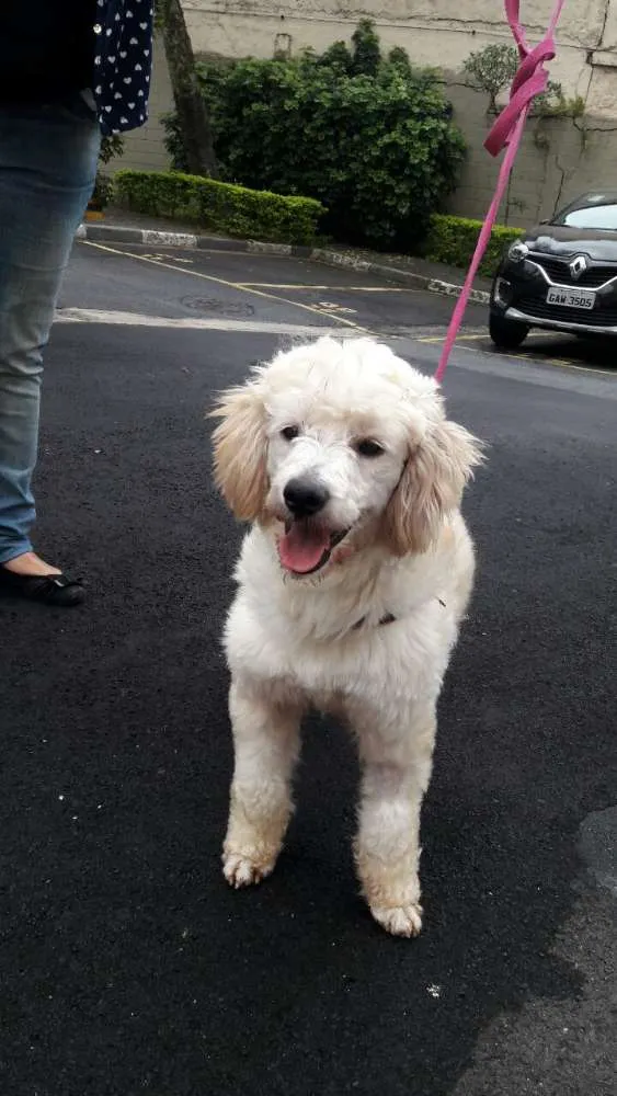Cachorro raça poodle idade 4 anos nome nick