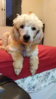Cachorro raça poodle idade 4 anos nome nick
