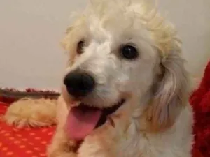 Cachorro raça poodle idade 4 anos nome nick