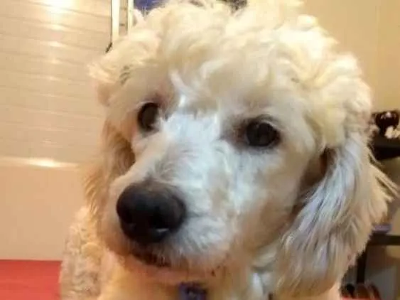Cachorro raça poodle idade 4 anos nome nick