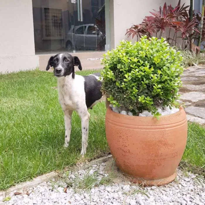 Cachorro ra a SRD idade 1 ano nome Aurora