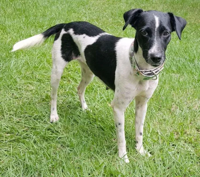 Cachorro ra a SRD idade 1 ano nome Aurora