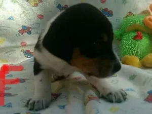 Cachorro raça Salsicha com vira lata idade Abaixo de 2 meses nome Indefinido