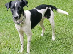 Cachorro raça SRD idade 1 ano nome Aurora